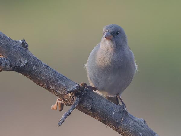 <h3><a href="/trips/tanzania/biota/animalia/chordata/aves/040 passeriformes/113 passeridae/passer suahelicus/passer suahelicus-nl.html">Passer&nbsp;suahelicus</a> / Swahili&nbsp;sparrow / Swahilimus</h3>OM-1 Mark II met OLYMPUS M.150-400mm F4.5, 1/2000 sec  bij F4.5, ISO 10000, afstand 10.4&nbsp;m